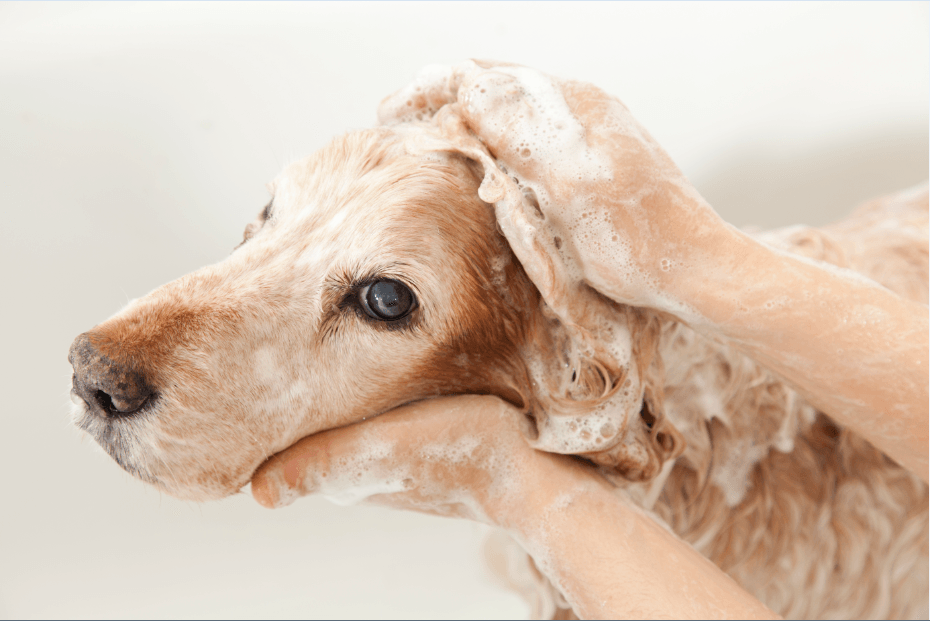 Dog Shampoo